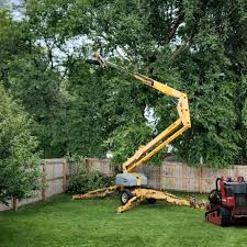 Best Stump Grinding and Removal  in Howard Lake, MN