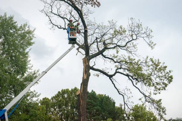 Best Utility Line Clearance  in Howard Lake, MN