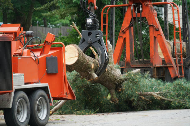 Best Hazardous Tree Removal  in Howard Lake, MN