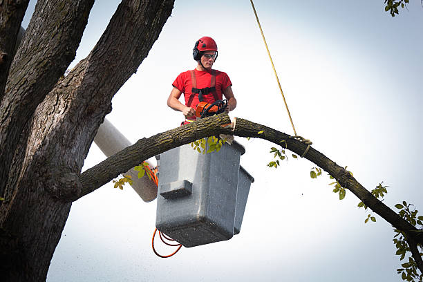 Best Palm Tree Trimming  in Howard Lake, MN