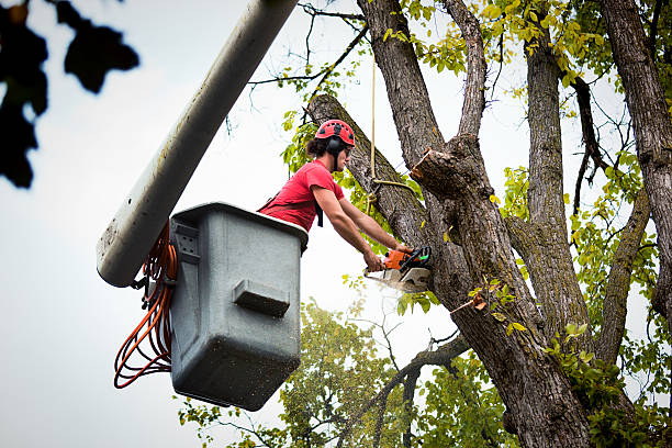 Best Tree Removal  in Howard Lake, MN