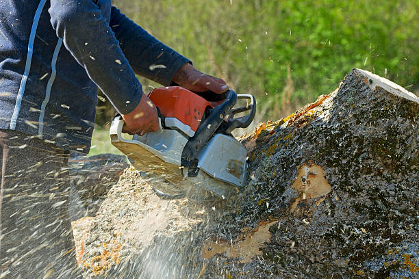 Best Tree Disease Treatment  in Howard Lake, MN