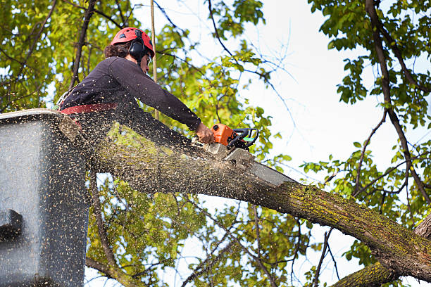 Best Emergency Tree Removal  in Howard Lake, MN